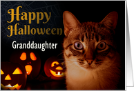 Happy Halloween Custom Name Cat and Pumpkins card