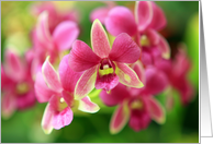 Pink Orchid -Blank...