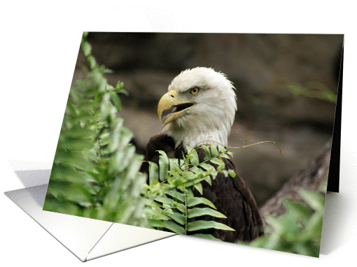 Bald Eagle Photo- General Blank card (393460)