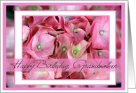Happy Birthday to Grandmother with Pink Hydrangea card