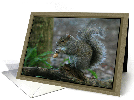 Squirrel Eating a Peanut Portrait card (397921)
