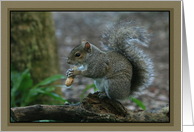 Squirrel Eating a Peanut Portrait Card