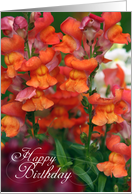 Happy Birthday Card, Orange Snapdragons Photo card