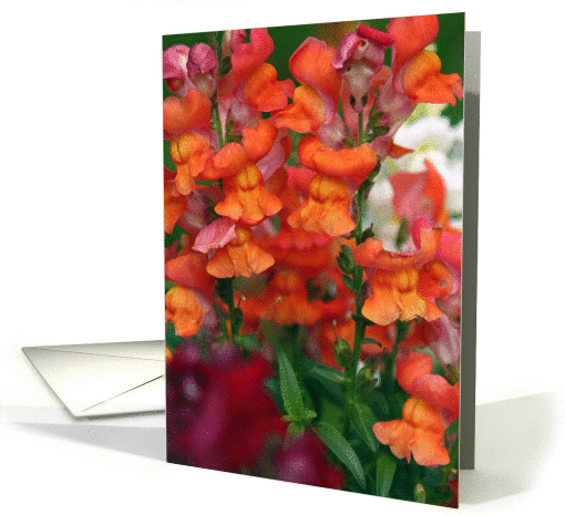 Orange Snapdragons Blank Photo card (415452)