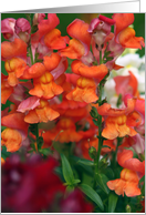 Orange Snapdragons Blank Photo Card