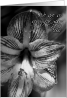 We are so sorry for your loss black and white Amaryllis Flower Photo card