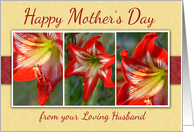 Happy Mothers Day Amaryllis Flowers From Husband card