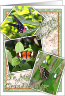 Happy Birthday to My Granddaughter with Butterfly snapshots card