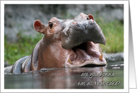 Funny Birthday Card with Hippo Asking for Cake card