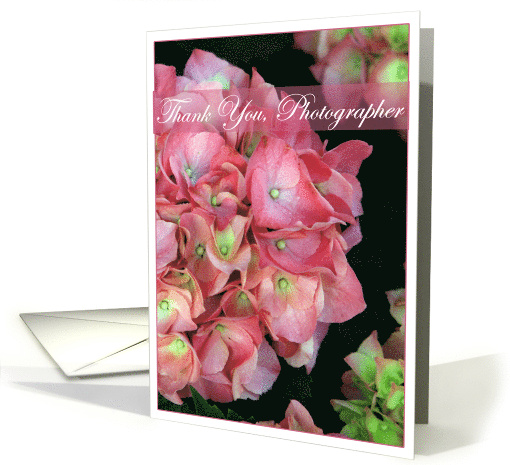 Thank You Wedding Photographer for Pink Hydrangea card (451645)