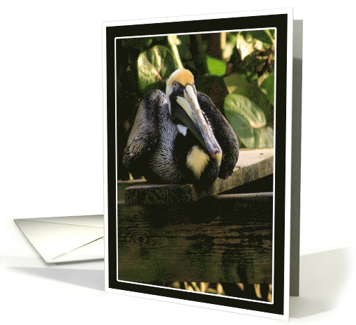 Pelican Portrait Photo card (475656)