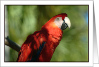 Red Parrot Blank Card