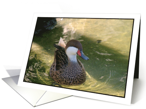 Duck Blank card (475667)