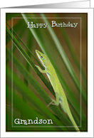 Grandson Birthday with Closeup of Green Lizard Photo card