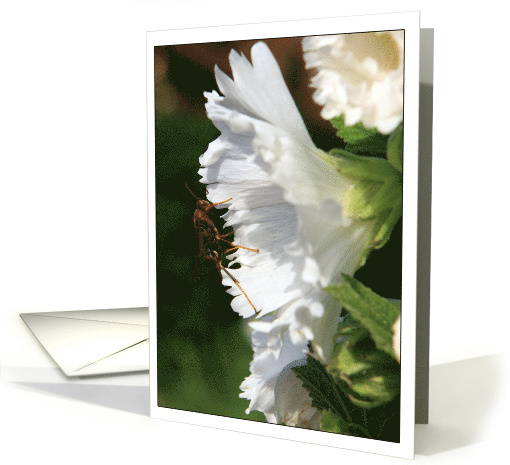 Wasp and Flower Photo card (538682)
