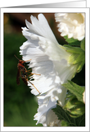 Wasp and Flower Photo card