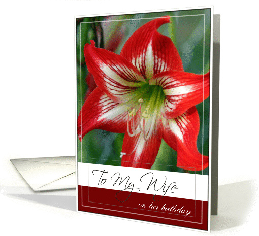 To My Wife on Her Birthday- Flower Photo card (543919)