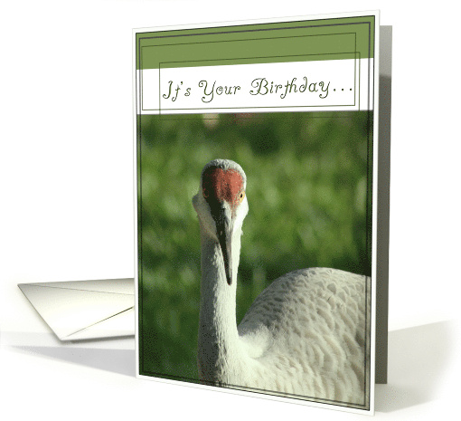 Humors Go Wild For Birthday Card with Sandhill Crane card (543936)