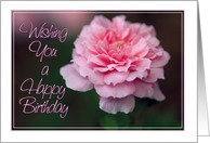 Wishing You a Happy Birthday with Pink Rose Photo Card