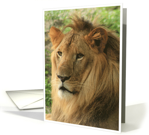 Lion Portrait Photo card (565000)
