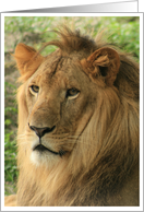 Lion Portrait Photo...