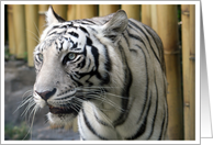 White Tiger Portrait...