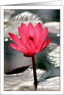 Pink Lily for 100th Birthday card