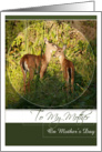 To My Mother on Mother’s Day- Mother and Baby Deer card