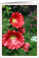 Happy Birthday Neighbor with Red Hollyhocks Photo card