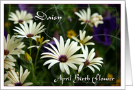 April Birth Flower Daisy card