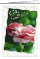 To My Secret Pal Thinking of you with Pink Roses card