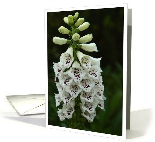 White FoxGlove Flowers Photo card (630422)