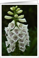 White FoxGlove Flowers Photo card