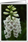 White FoxGlove Flowers Photo card