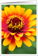 Beautiful Marigold Photo card