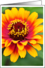 Beautiful Marigold Photo card