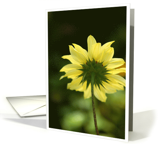 Thinking of You with Photo of Flower Facing the Sun card (635383)