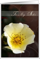 Thinking of You Sister with a Pretty Soft Yellow Rose Photo card