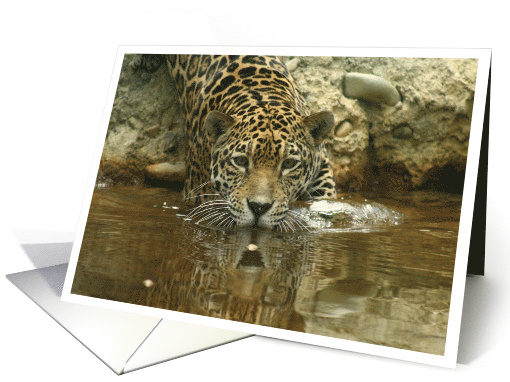 Young Jaguar Taking a Dip in Water Blank Photo card (641844)