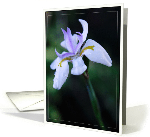 Lavender Iris, Blank Note card (646094)