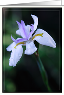 Lavender Iris, Blank Note Card