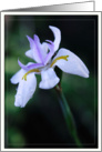 Lavender Iris, Blank Note Card
