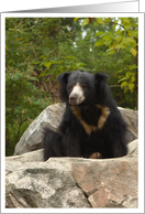 Sloth Bear Photo Card