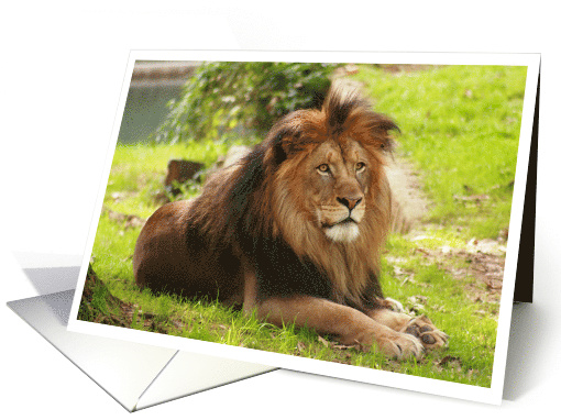 Male Lion card (713317)