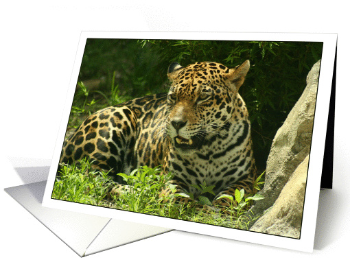 Jaguar Photo-Blank card (734885)