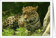 Jaguar Photo-Blank...