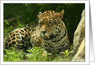 Jaguar Photo-Blank Card