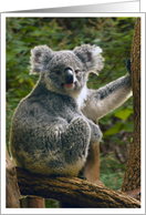 Koala Bear Photo-Blank Card