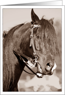 Horse in Sepia Loss of Horse Sympathy card