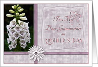 Grandmother on Mothers Day with White Foxglove Flowers Photo card